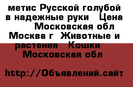 метис Русской голубой в надежные руки › Цена ­ 100 - Московская обл., Москва г. Животные и растения » Кошки   . Московская обл.